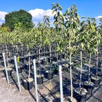Ebenovník rajčiakový (Diospyros kaki) HURMIKAKI ´MUSCAT´– výška 150–170 cm, obvod kmeňa 4/6 cm, kont. C10L (-18°C)